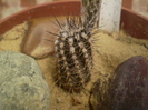 Setiechinopsis mirabilis