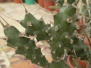 Theprocactus articulatus