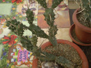 Theprocactus articulatus