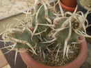 Theprocactus articulatus var. papyracanthus