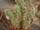 Theprocactus molinensis