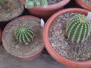 Trichocereus schickendantzi