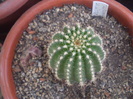 Trichocereus schickendantzi