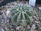 Lobivia akersii