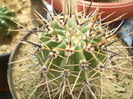Lobivia aurea var. fallax