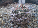 Lobivia rubescens