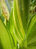 Dracaena Yellow Coast (2012, Aug.25)