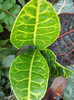 Croton variegatum Petra (2012, Aug.24)