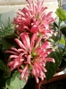 26 august 2012-flori 040
