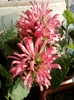 justicia carnea-norela