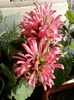 justicia carnea-norela