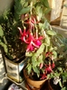 26 august 2012-flori 043