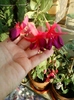 fuchsia rosu cu mov