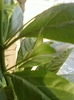 cestrum nocturnum