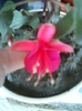 26 august 2012-flori 049