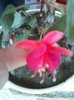 fuchsia rosu cu ciclam