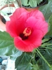 26 august 2012-flori 016