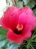 26 august 2012-flori 020