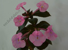 Achimenes Simbirochka