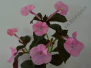 Achimenes Simbirochka
