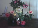 Hibiscus grup