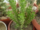 Austrocylindropuntia subulata fma monstrosa