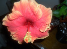 Hibiscus Junes Dragon
