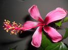 Hibiscus Fidjian Island