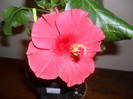 Hibiscus Helene