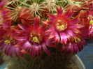 Mammillaria bella