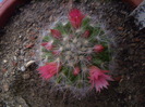 Mammillaria bocasana v. roseiflora