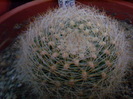 Mammillaria deherdtiana ssp. donsonii