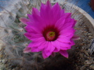 Mammillaria guelzowiana