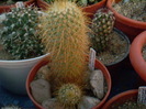 Mammillaria magnifica