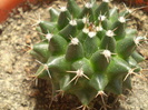 Mammillaria magnimama