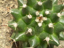 Mammillaria magnimama