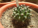 Mammillaria magnimama