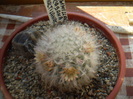Mammillaria bocasana multilanata