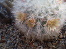 Mammillaria bocasana multilanata