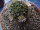Mammillaria crinita ssp. wildii