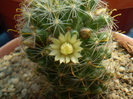 Mammillaria crinita ssp. wildii