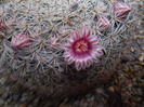 Mammillaria formoso ssp. microthele