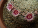 Mammillaria formoso ssp. microthele