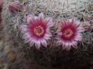 Mammillaria formoso ssp. microthele