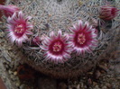 Mammillaria formoso ssp. microthele