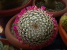Mammillaria matudae
