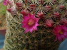 Mammillaria matudae