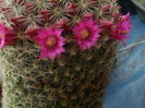 Mammillaria matudae