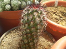 Mammillaria microhelia red spines