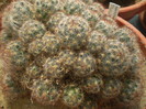 Mammillaria prolifera